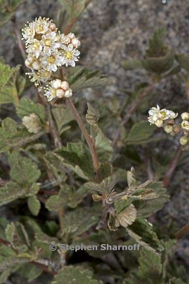 holodiscus discolor var microphyllus 9 graphic